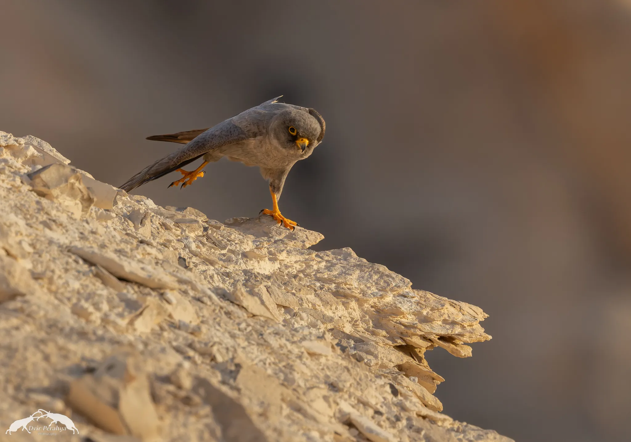 A Nubian Ibex standing on a cliff